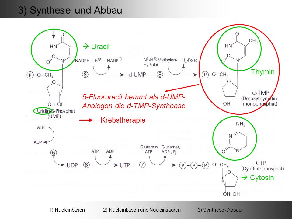 1) Nucleinbasen 2) Nucleinbasen und Nucleinsäuren 3) Synthese / Abbau
