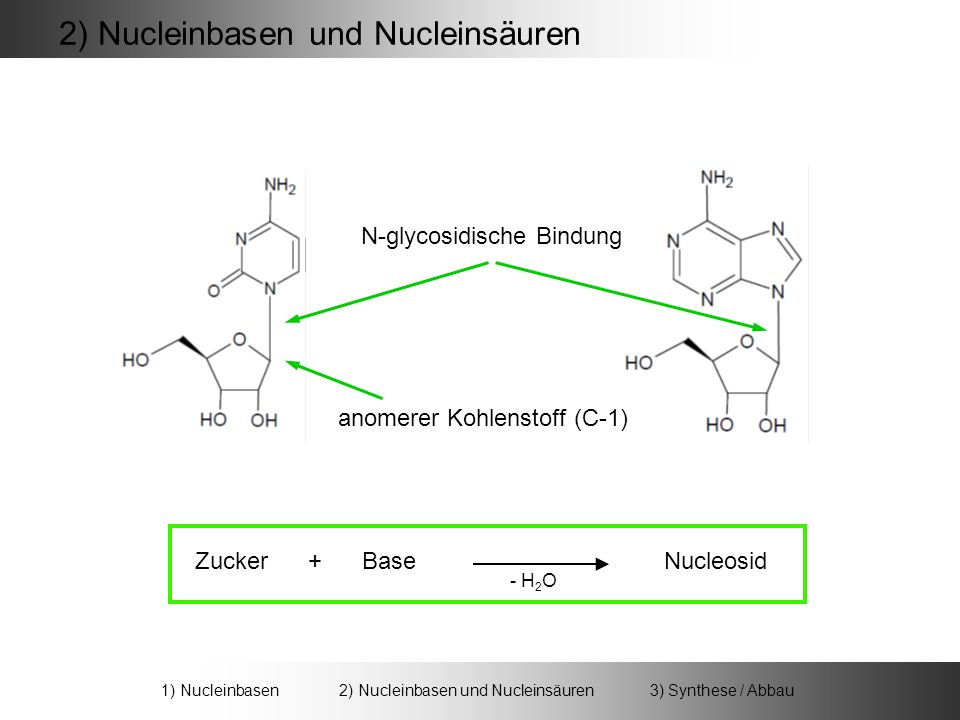 1) Nucleinbasen 2) Nucleinbasen und Nucleinsäuren 3) Synthese / Abbau