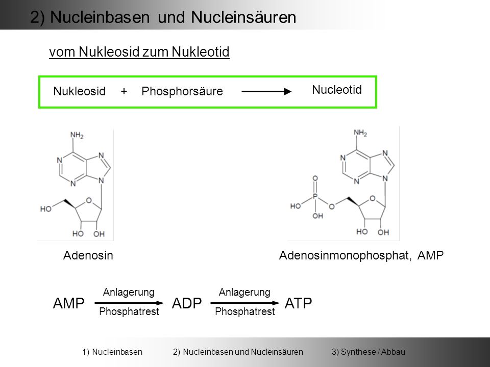 2) Nucleinbasen und Nucleinsäuren