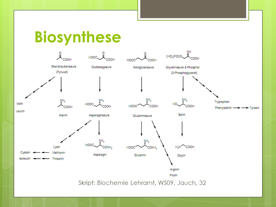 Skript: Biochemie Lehramt, WS09, Jauch, 32