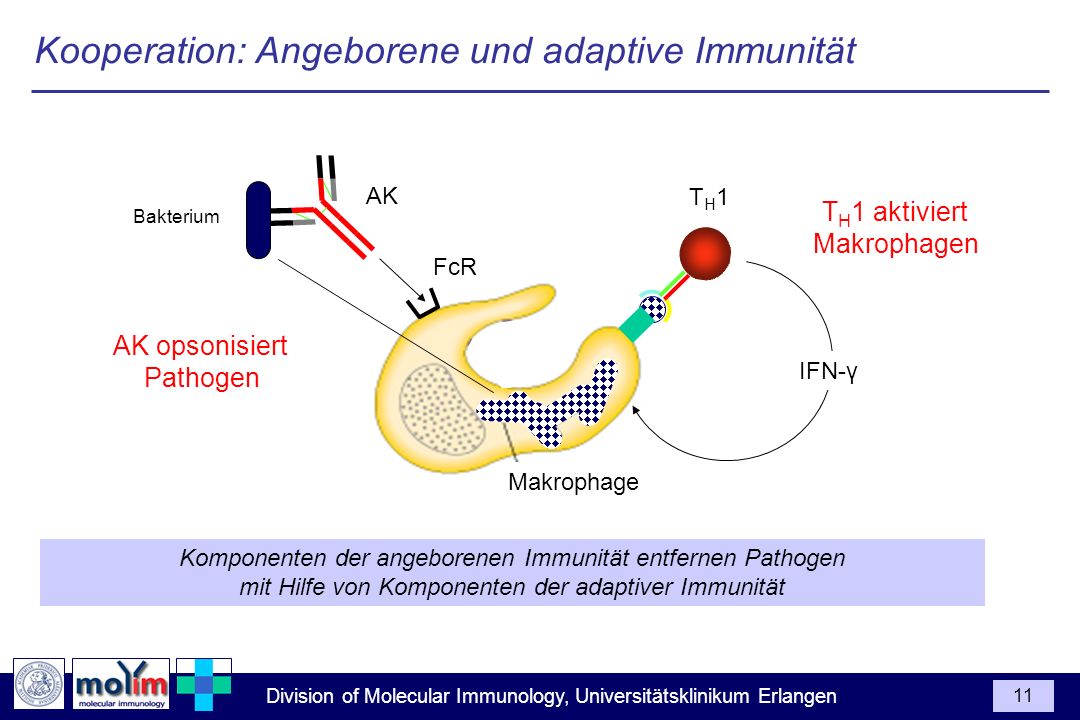 Kooperation: Angeborene und adaptive Immunität