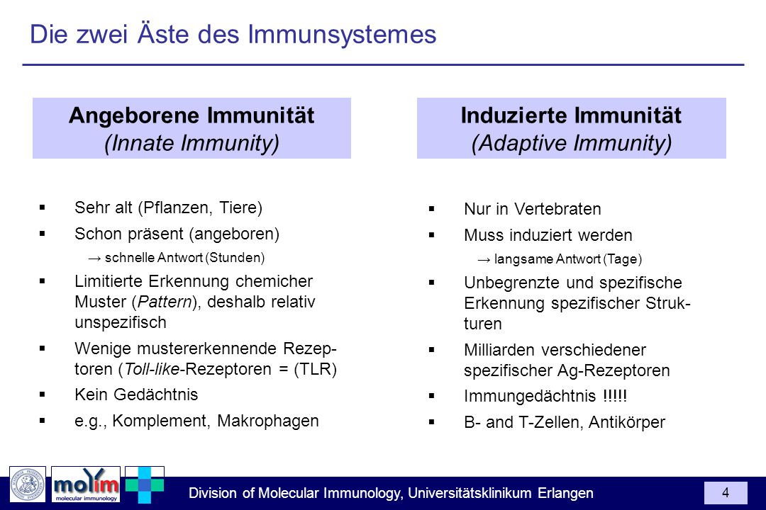 Die zwei Äste des Immunsystemes