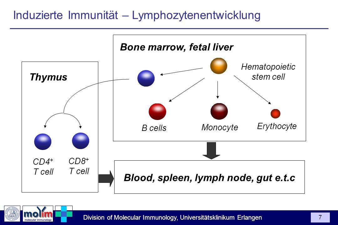 Induzierte Immunität – Lymphozytenentwicklung