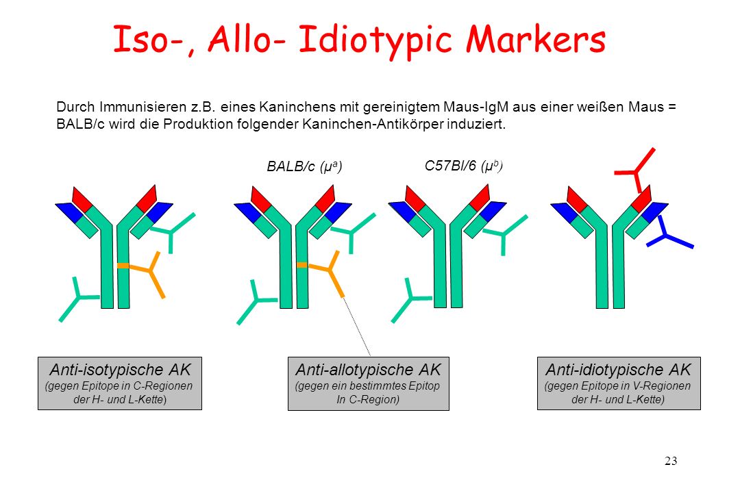 Iso-, Allo- Idiotypic Markers