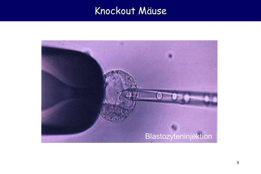 Knockout Mäuse Blastozyteninjektion