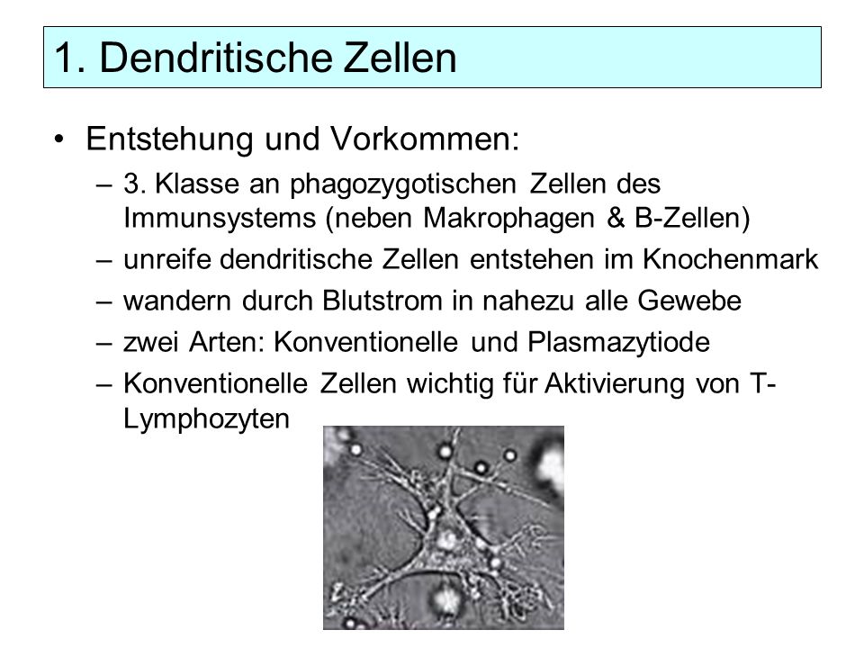 1. Dendritische Zellen Entstehung und Vorkommen: