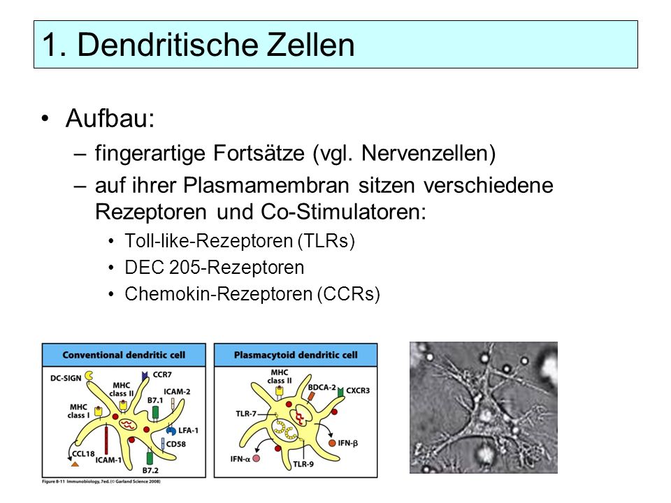 1. Dendritische Zellen Aufbau: