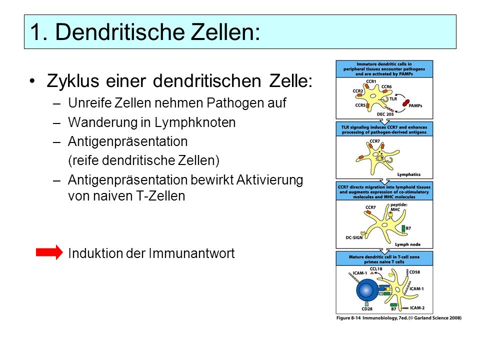 1. Dendritische Zellen: Zyklus einer dendritischen Zelle: