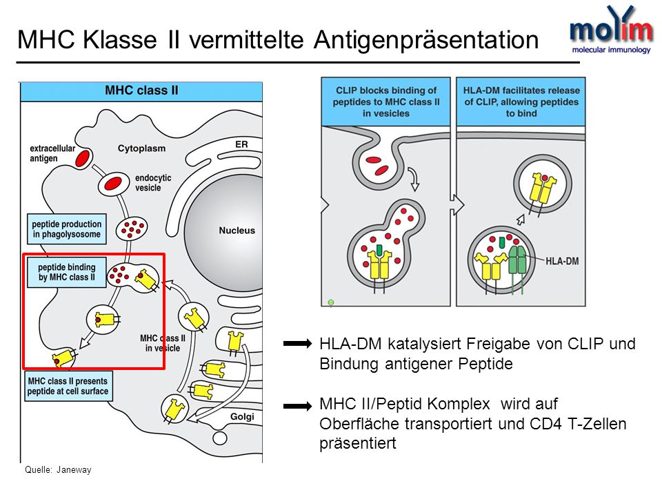 MHC Klasse II vermittelte Antigenpräsentation