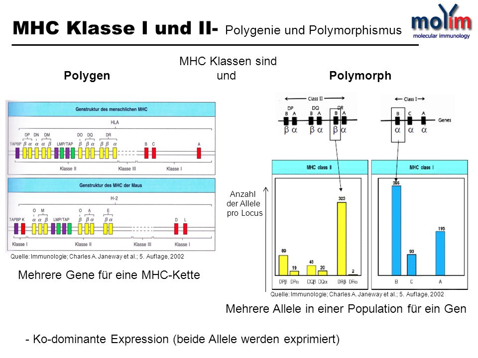 MHC Klasse I und II- Polygenie und Polymorphismus