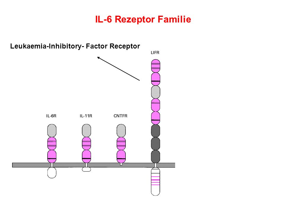 IL-6 Rezeptor Familie Leukaemia-Inhibitory- Factor Receptor
