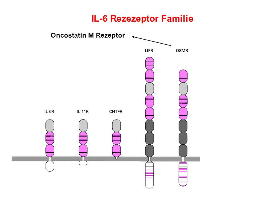 IL-6 Rezezeptor Familie