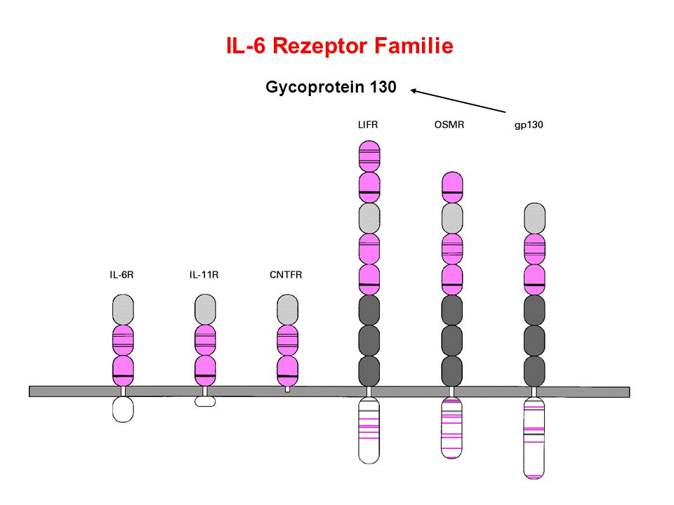 IL-6 Rezeptor Familie Gycoprotein 130