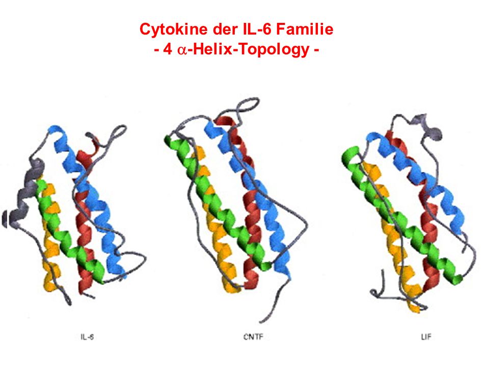 Cytokine der IL-6 Familie