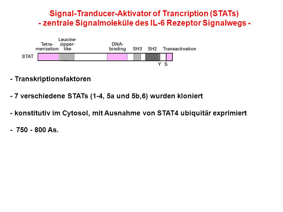 Signal-Tranducer-Aktivator of Trancription (STATs)