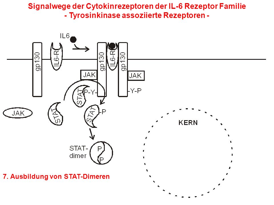 Signalwege der Cytokinrezeptoren der IL-6 Rezeptor Familie