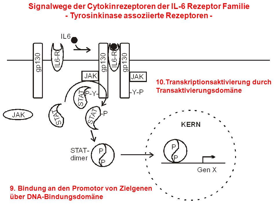 Signalwege der Cytokinrezeptoren der IL-6 Rezeptor Familie