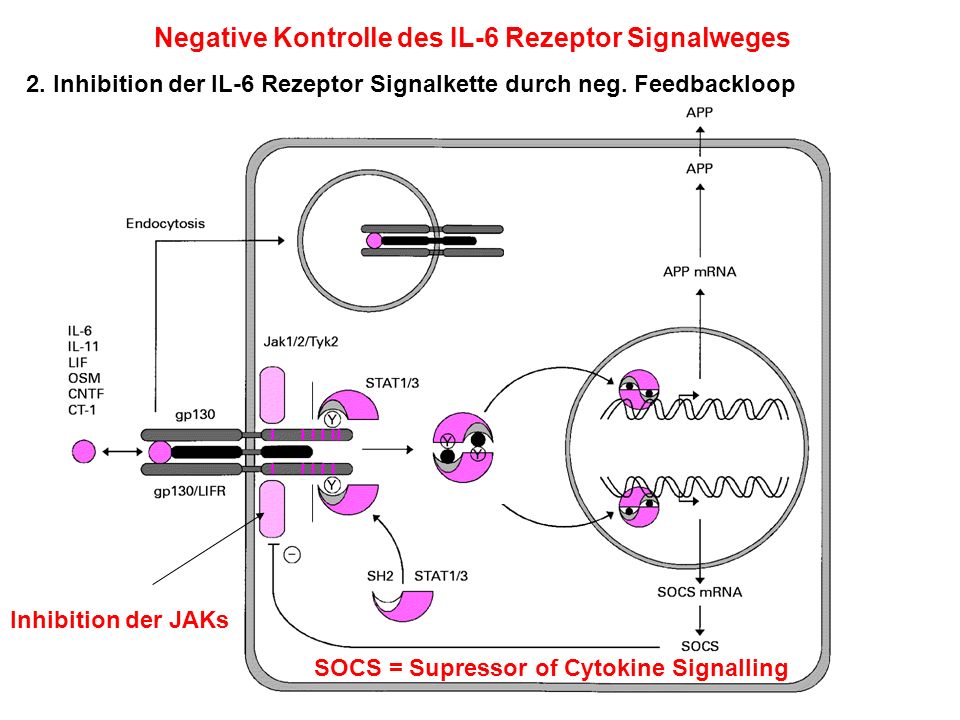 Negative Kontrolle des IL-6 Rezeptor Signalweges