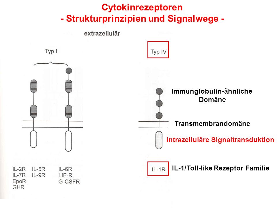 Cytokinrezeptoren - Strukturprinzipien und Signalwege -