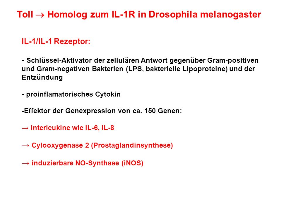 Toll  Homolog zum IL-1R in Drosophila melanogaster