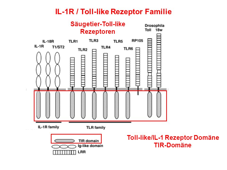 Toll-like/IL-1 Rezeptor Domäne