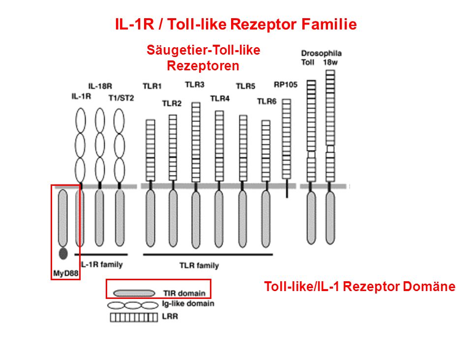 IL-1R / Toll-like Rezeptor Familie