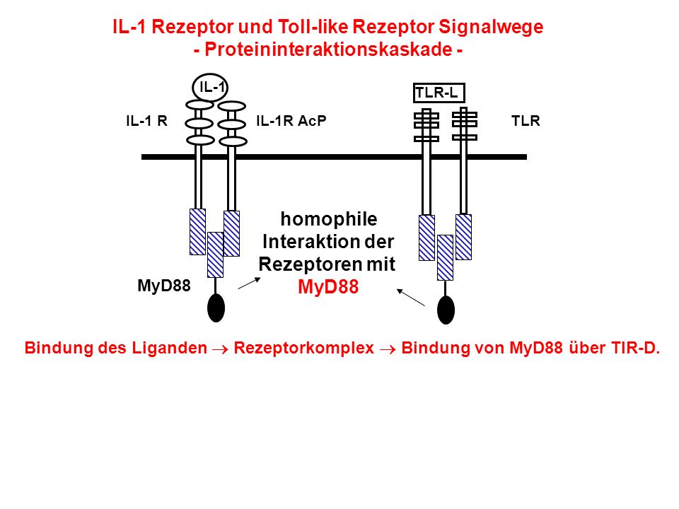 IL-1 Rezeptor und Toll-like Rezeptor Signalwege