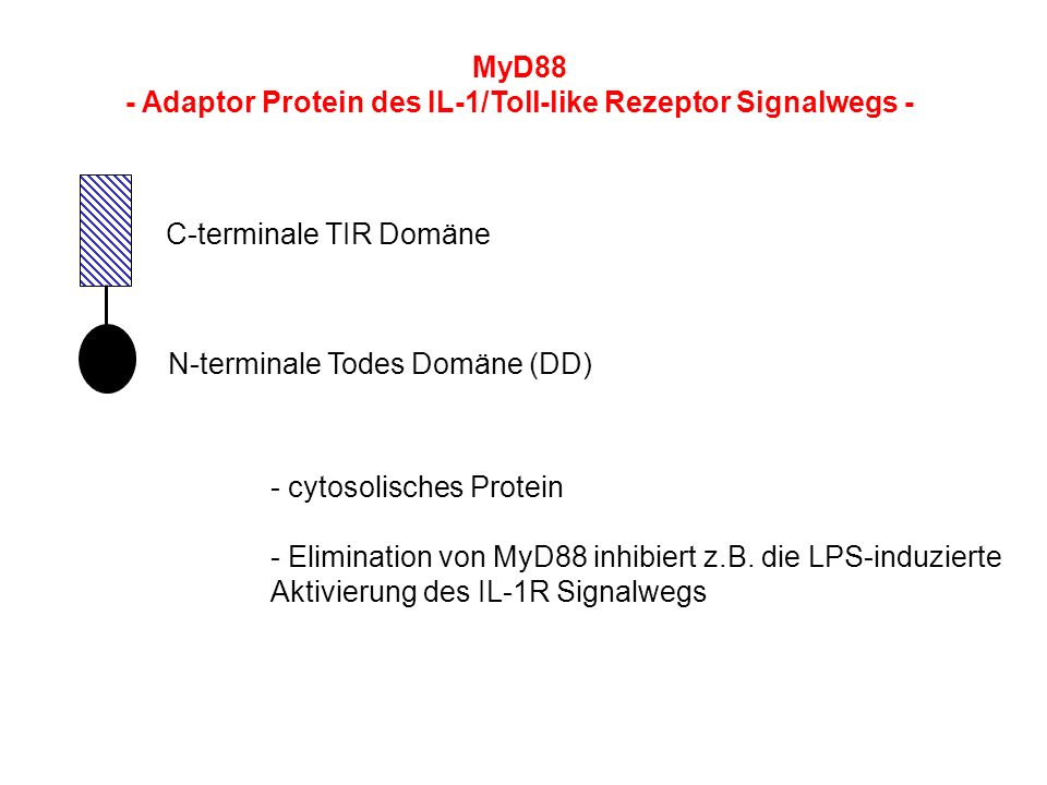 - Adaptor Protein des IL-1/Toll-like Rezeptor Signalwegs -