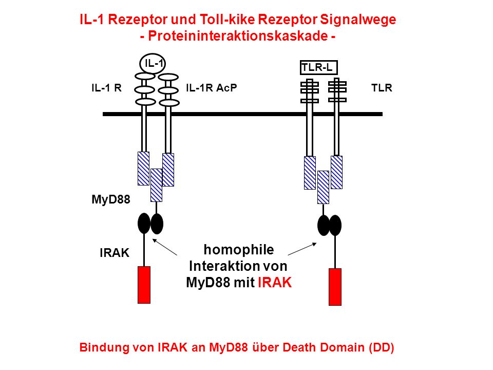 IL-1 Rezeptor und Toll-kike Rezeptor Signalwege