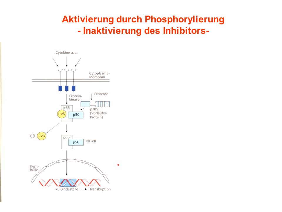 Aktivierung durch Phosphorylierung - Inaktivierung des Inhibitors-