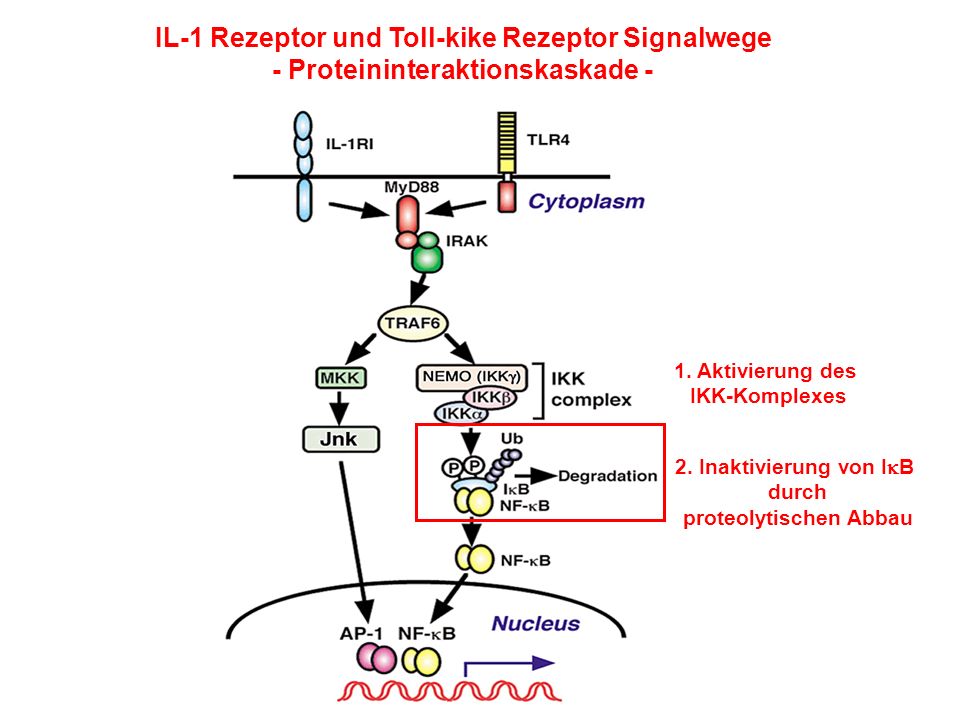 IL-1 Rezeptor und Toll-kike Rezeptor Signalwege