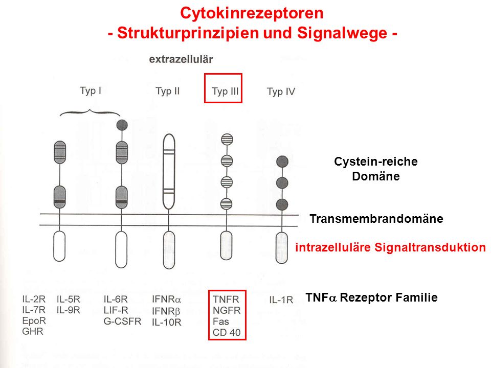 Cytokinrezeptoren - Strukturprinzipien und Signalwege -
