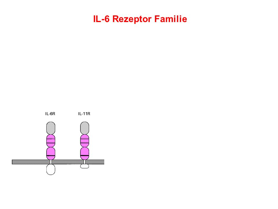 IL-6 Rezeptor Familie