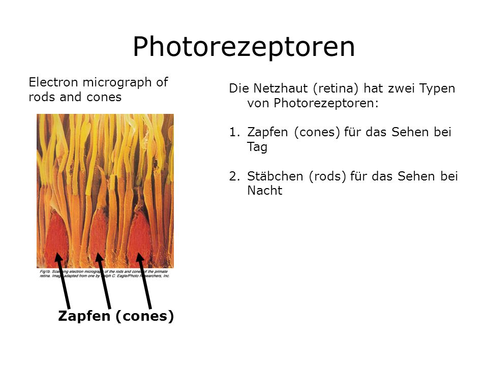 Photorezeptoren Zapfen (cones) Electron micrograph of rods and cones