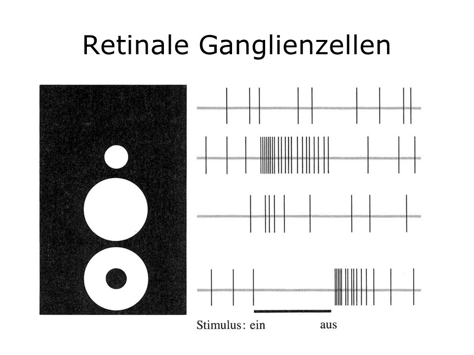 Retinale Ganglienzellen