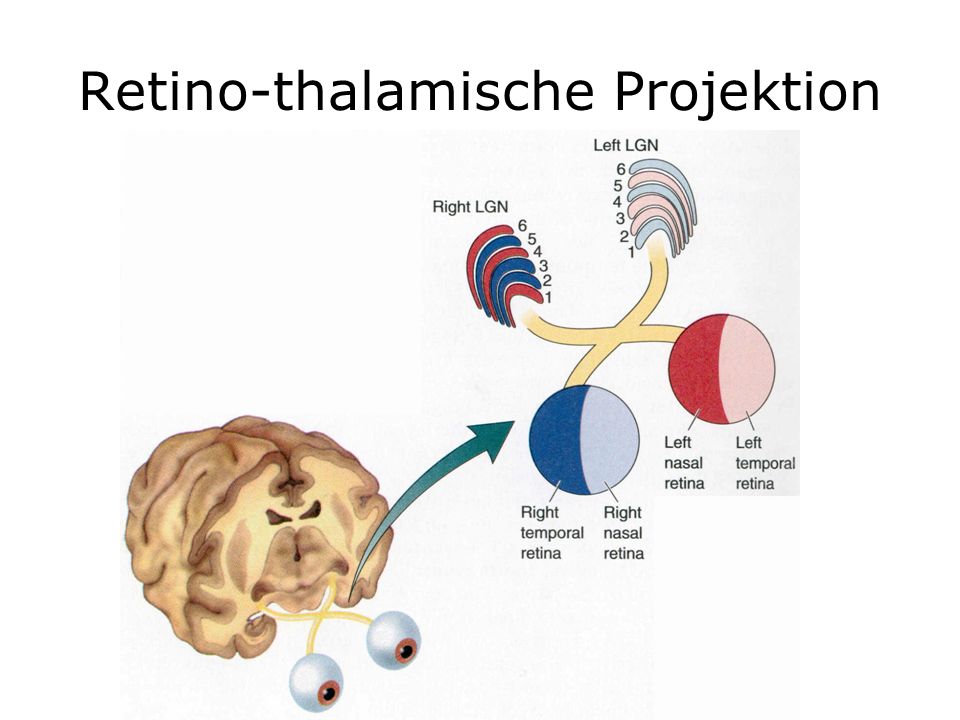 Retino-thalamische Projektion
