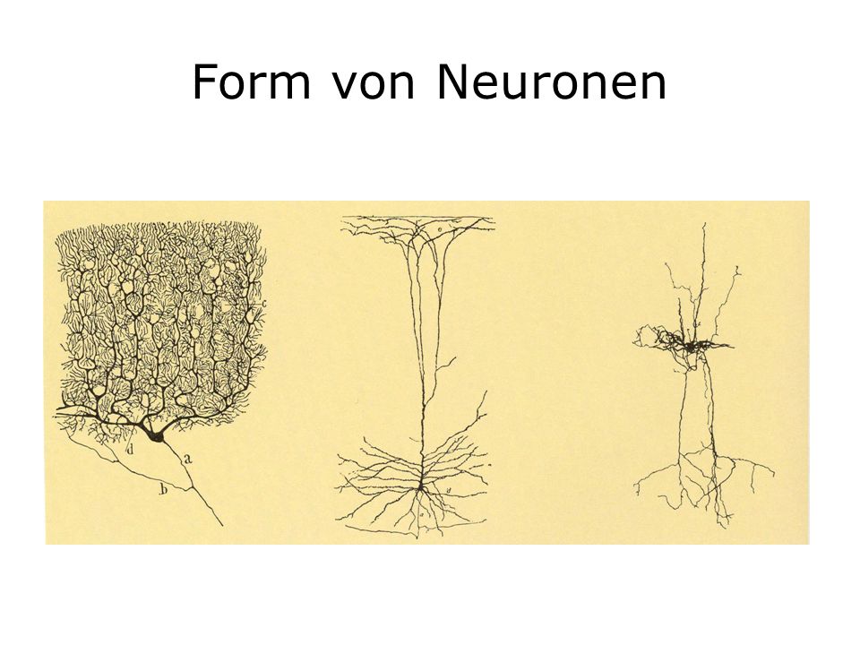 Form von Neuronen