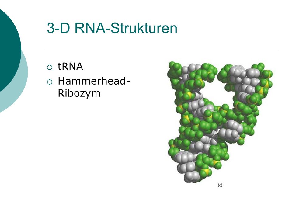 3-D RNA-Strukturen tRNA Hammerhead-Ribozym