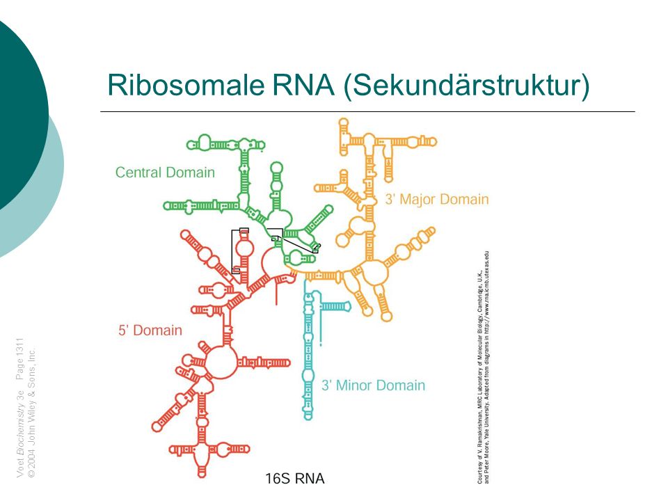Ribosomale RNA (Sekundärstruktur)