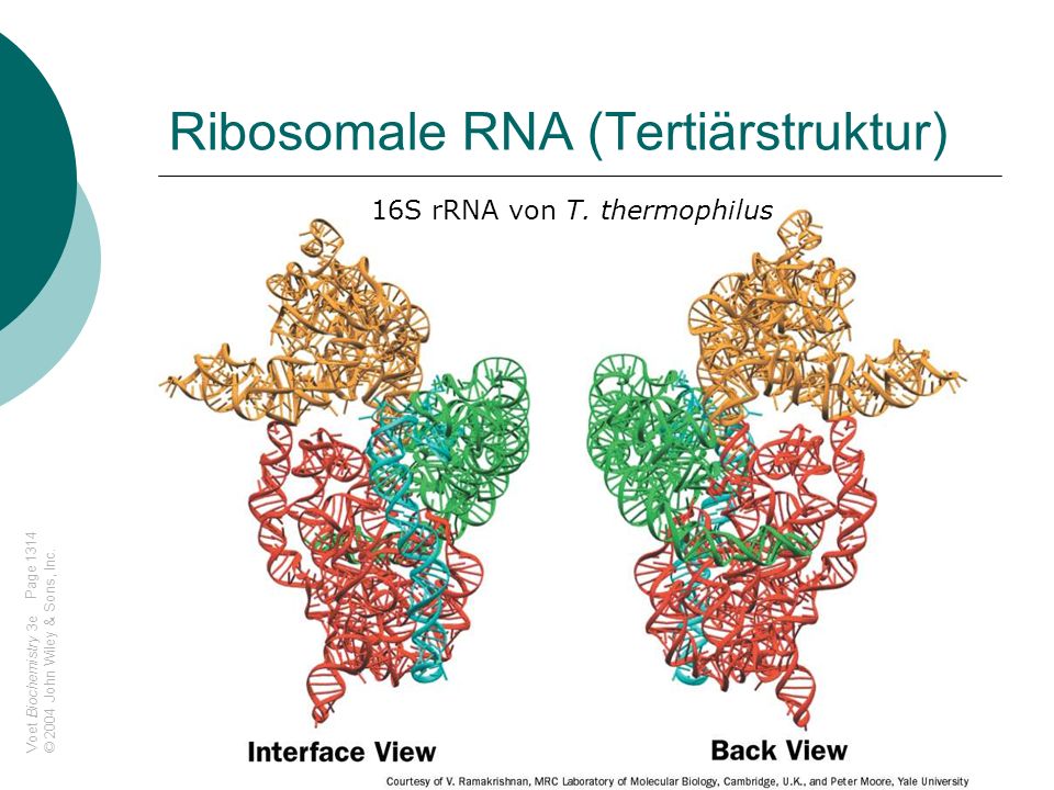 Ribosomale RNA (Tertiärstruktur)