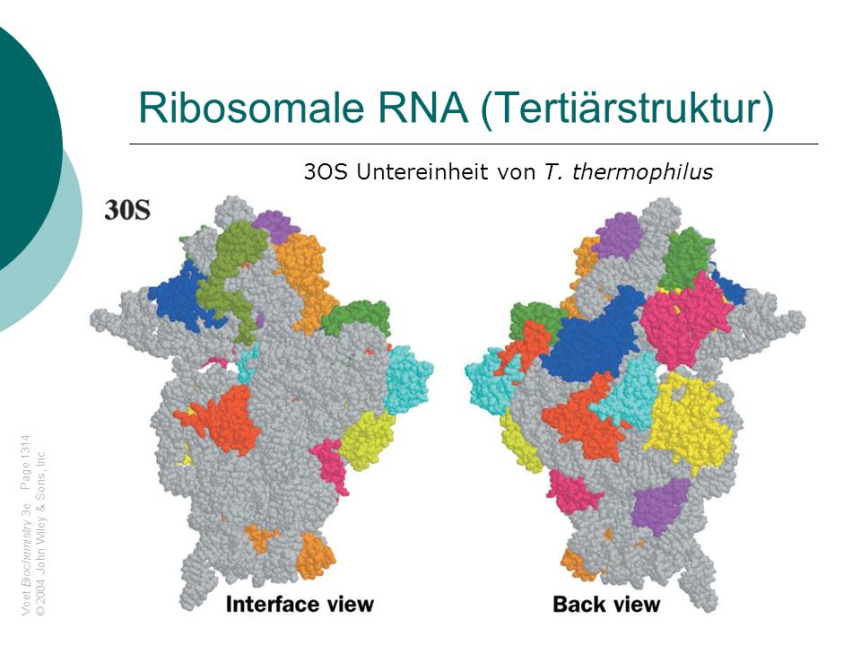 Ribosomale RNA (Tertiärstruktur)