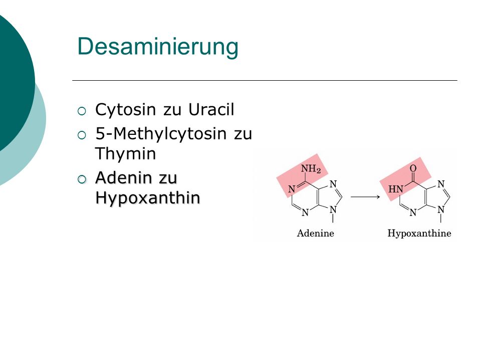 Desaminierung Cytosin zu Uracil 5-Methylcytosin zu Thymin