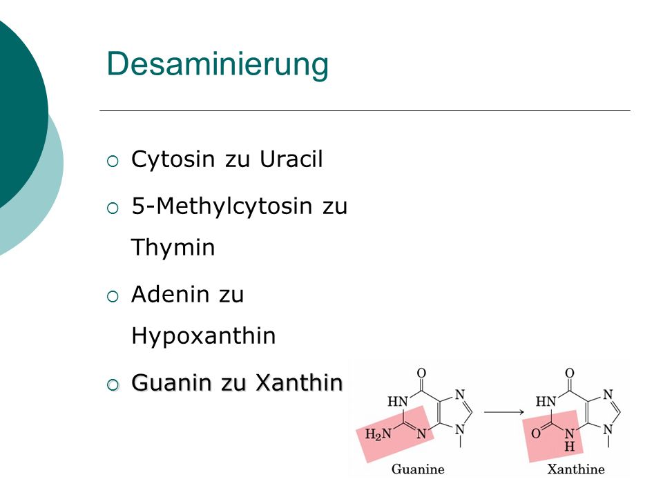 Desaminierung Cytosin zu Uracil 5-Methylcytosin zu Thymin