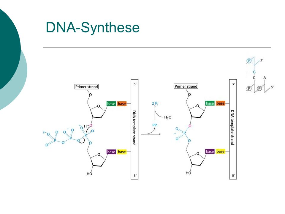 DNA-Synthese