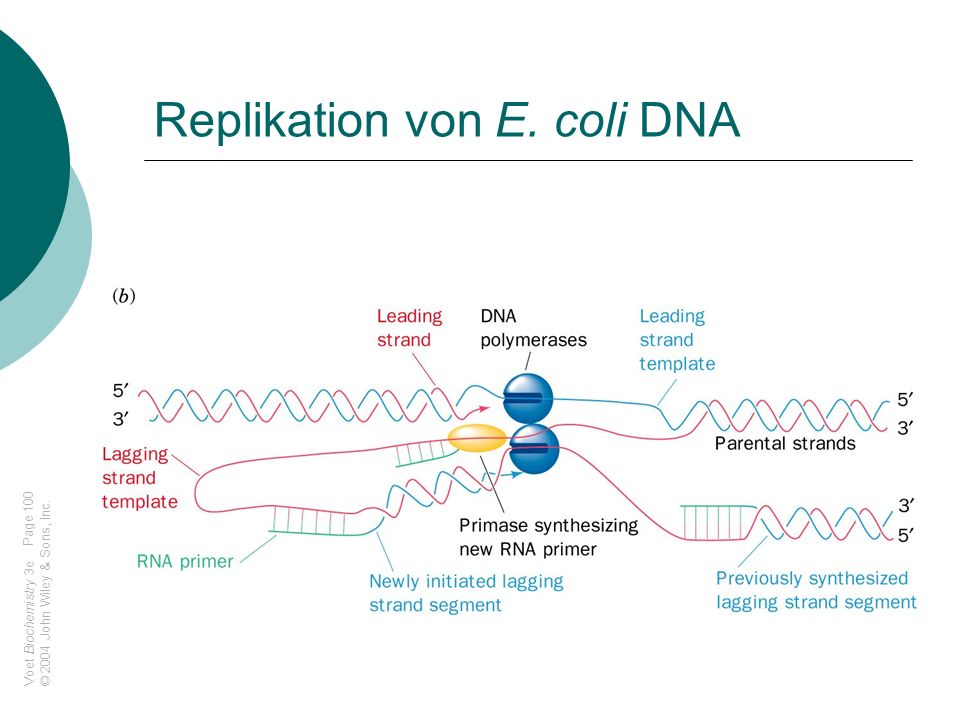 Replikation von E. coli DNA