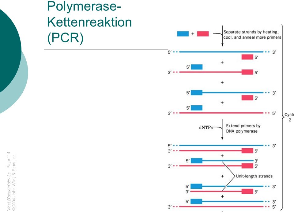 Polymerase-Kettenreaktion (PCR)