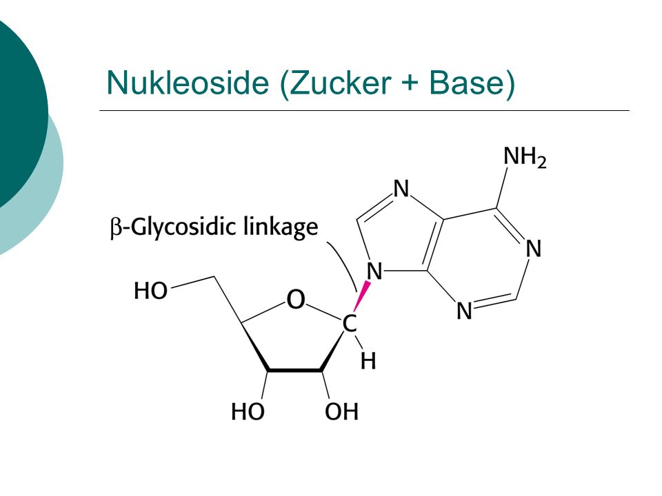Nukleoside (Zucker + Base)