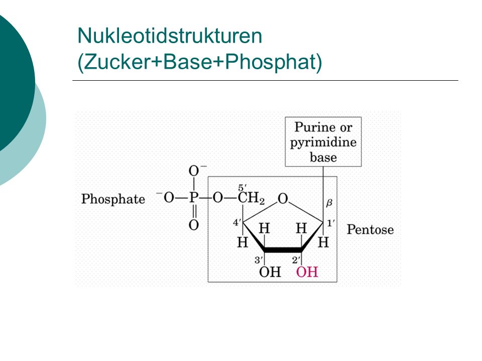 Nukleotidstrukturen (Zucker+Base+Phosphat)