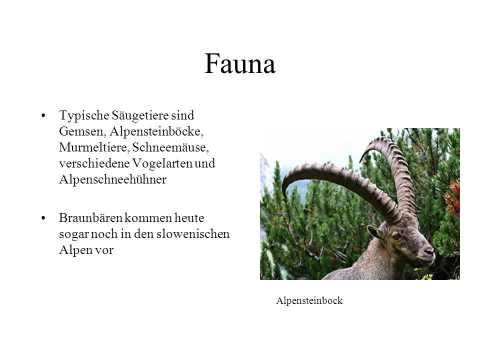 Fauna Typische Säugetiere sind Gemsen, Alpensteinböcke, Murmeltiere, Schneemäuse, verschiedene Vogelarten und Alpenschneehühner.