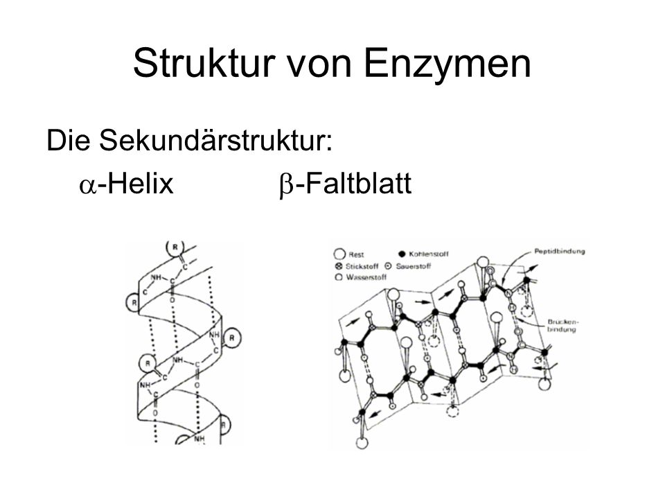 Struktur von Enzymen Die Sekundärstruktur: a-Helix b-Faltblatt
